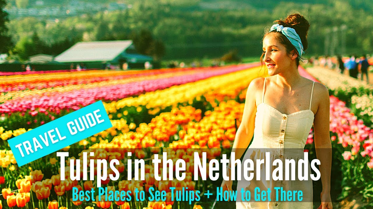 Tulips in Spring | Travel Guide to Keukenhof Garden & Best Places to See Tulip in the Netherlands
