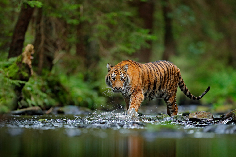 Madhya Pradesh, ‘Tiger State of India’